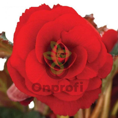 (п.ф.) Бегония АмериГибрид Роузформ Ред, 100 шт (№6-87)