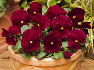 (п.ф.) Виола Виттрока Матрикс Роуз F1, 100 шт (№4-35)