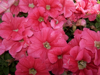 (п.ф.) Петуния Дримс Салмон,