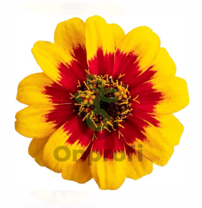 (п.ф.) Циния Профьюжн Ред Еллоу Биколор F1,