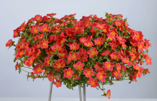 (п.ф.) Портулак Хеппи Ауер Ред Дип F1,