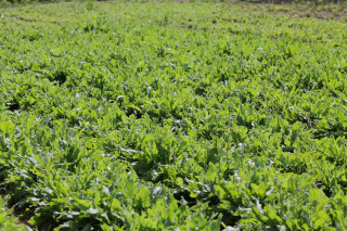 Щавель Гринго, 100 гр