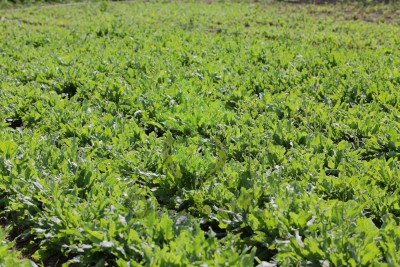 Щавель Гринго, 100 гр