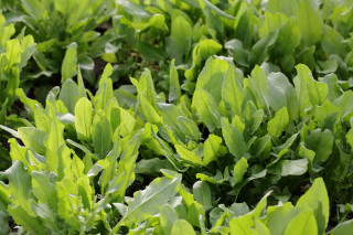 Щавель Гринго, 100 гр