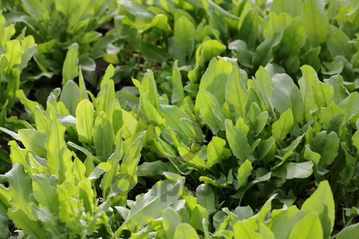 Щавель Гринго, 100 гр