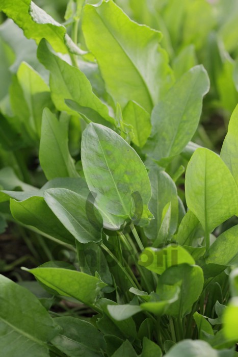 Щавель Гринго, 100 гр