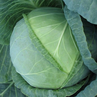 Капуста белокачанная Застольный F1 (Поиск),