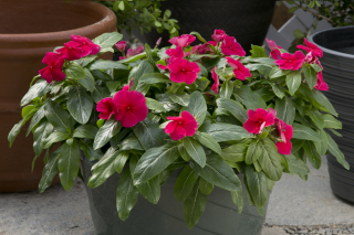 (п.ф.) Катарантус Солар Эваланш Ред,