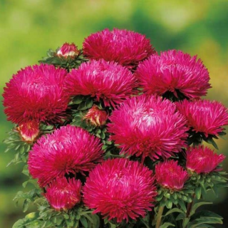 (п.ф.) Астра Леди Коралл Дип Ред F1,