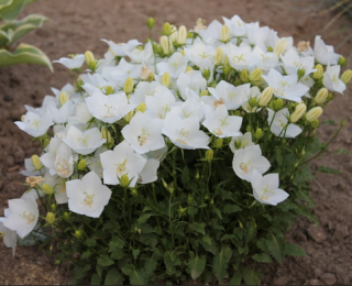 (п.ф.) Колокольчик Карпатский Клипс Вайт F1,