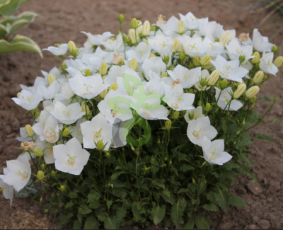 (п.ф.) Колокольчик Карпатский Клипс Вайт F1,