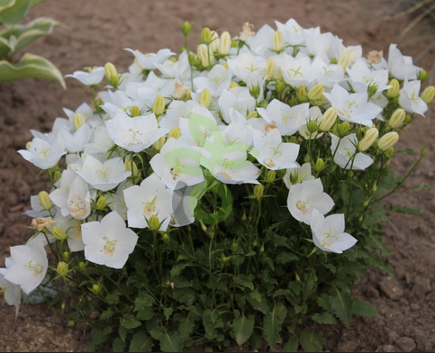 (п.ф.) Колокольчик Карпатский Клипс Вайт F1,