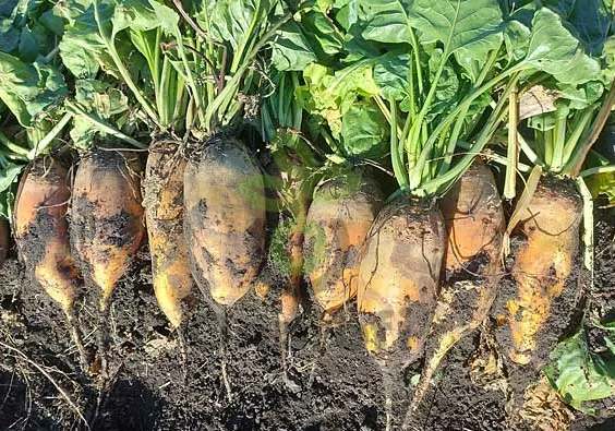 Свекла кормовая Бригадир, 10гр (фасовка)