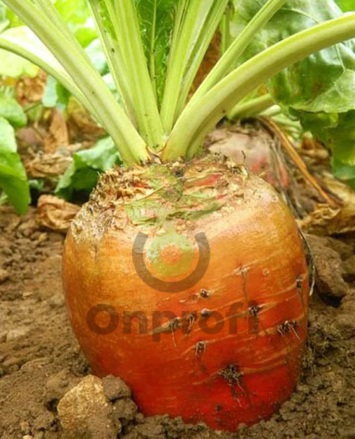 Свекла кормовая Бригадир, 10гр (фасовка)