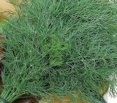 Укроп Супердукат ОЕ, 10гр (фасовка)