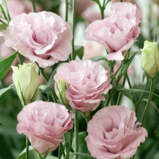 (п.ф.) Эустома Джульетта Пинк F1, 100 шт (№12-29)