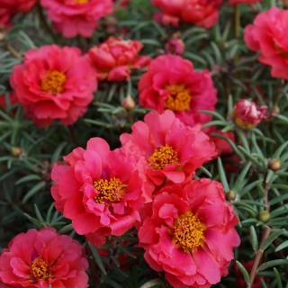 (п.ф.) Портулак Хеппи Ауер Фуксия F1,