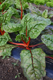 Мангольд Гранат, 100 гр