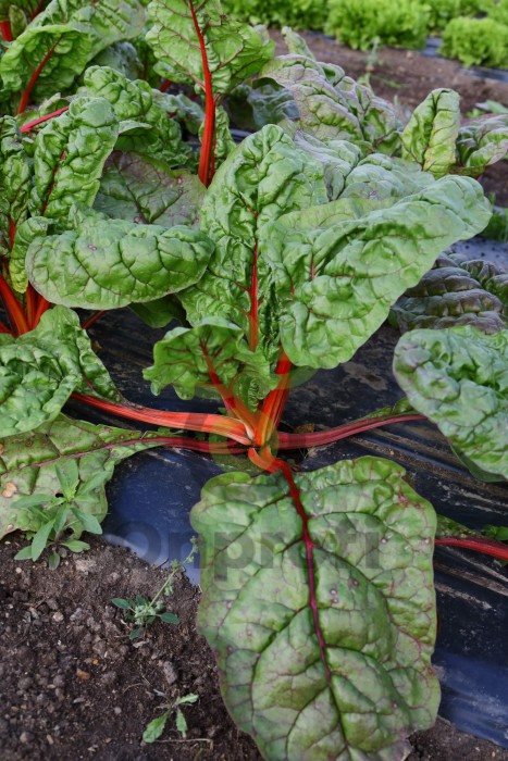 Мангольд Гранат, 100 гр