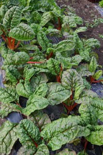 Мангольд Гранат, 100 гр