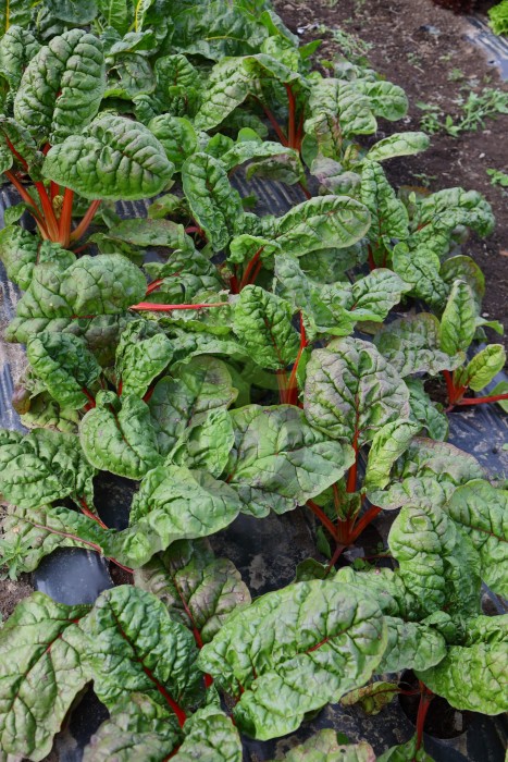 Мангольд Гранат, 100 гр