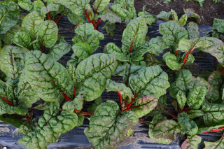 Мангольд Гранат, 100 гр