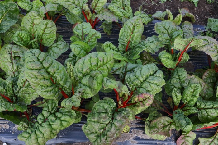 Мангольд Гранат, 100 гр