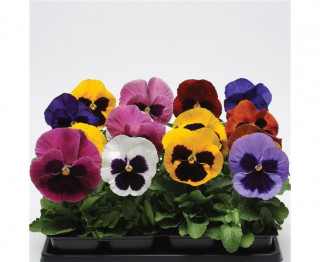 (п.ф.) Виола Виттрока Колоссус Блотчед Микс F1, 1000 шт (№4-135)