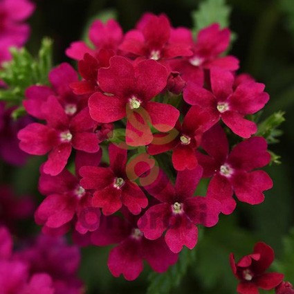 (п.ф.) Вербена Кварц XP Бордо, 1000 шт (№6-646)