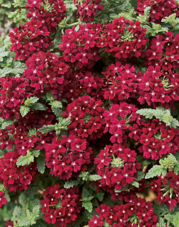 (п.ф.) Вербена Кварц XP Бордо, 1000 шт (№6-646)