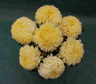 (п.ф.) Астра Леди Коралл Еллоу F1,