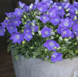 (п.ф.) Колокольчик Карпатский Клипс Дип Блю F1,