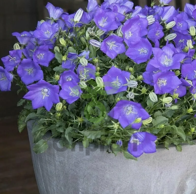 (п.ф.) Колокольчик Карпатский Клипс Дип Блю F1,