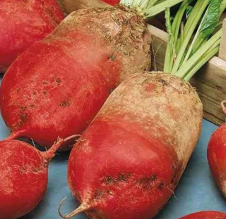 Свекла кормовая Эккендорфская красная, 10гр (фасовка)