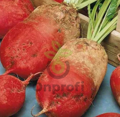 Свекла кормовая Эккендорфская красная, 10гр (фасовка)