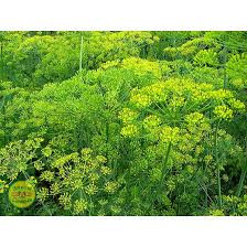 Укроп Ханак, 10гр (фасовка)