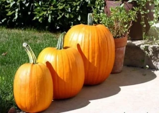 Тыква Атлант, 500 шт