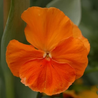 (п.ф.) Виола Спринг Матрикс Дип Оранж, 250 шт (№4-38)