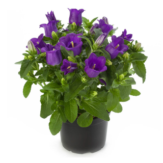 (п.ф.) Колокольчик Апил Дип Блю F1,