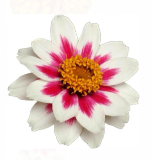 (п.ф.) Циния Захара Старлайт Роуз F1, 500 шт (№6-562)