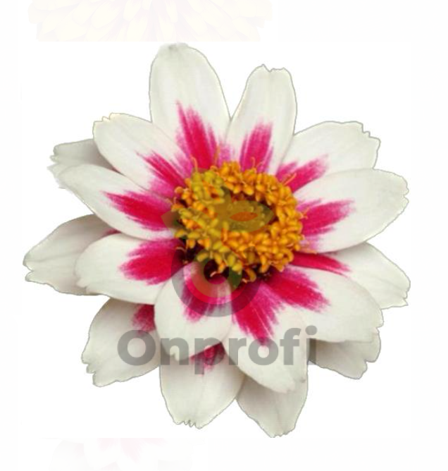 (п.ф.) Циния Захара Старлайт Роуз F1, 500 шт (№6-562)