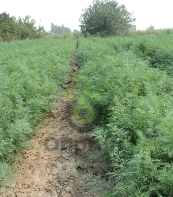 Укроп Аллигатор (калибр 2.2 - 2.5мм)