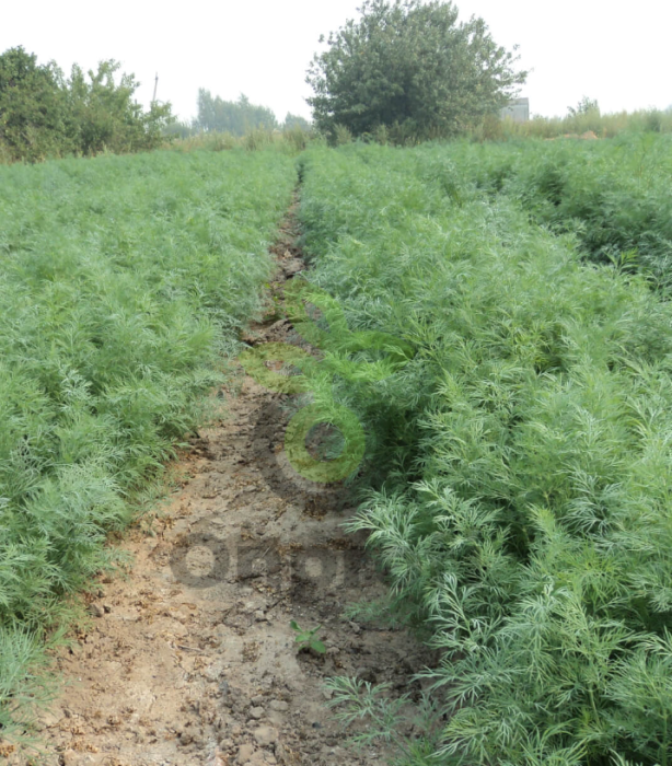 Укроп Аллигатор (калибр 2.2 - 2.5мм)