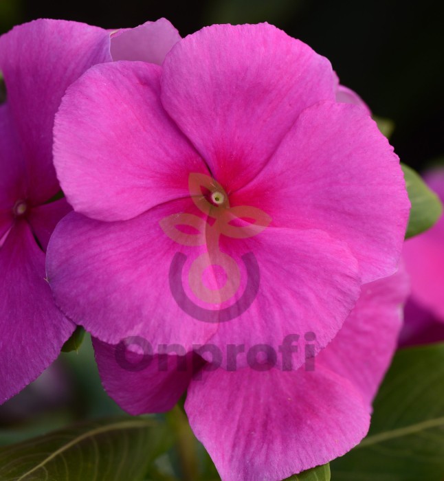 (п.ф.) Катарантус Медитеранен Лилак, 100 шт (№7-78)