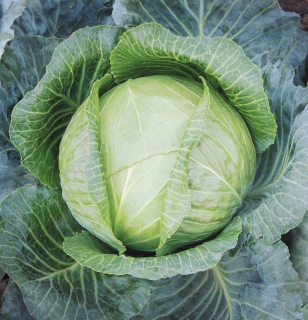 Капуста белокачанная Орфей F1 (Поиск),