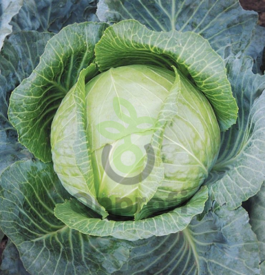 Капуста белокачанная Орфей F1 (Поиск),