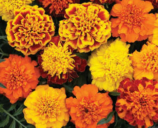 (п.ф.) Бархатцы Креста Микс,