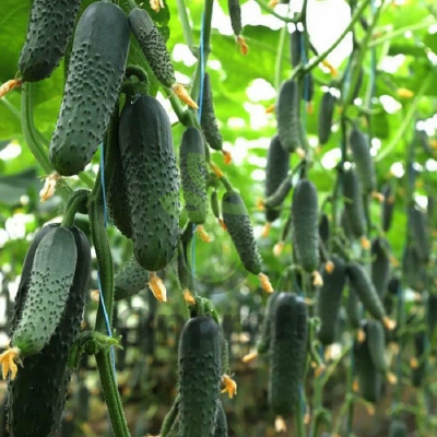 Огурец Янычар F1,