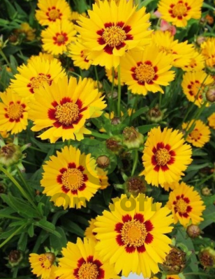 (п.ф.) Кореопсис Санфаер,