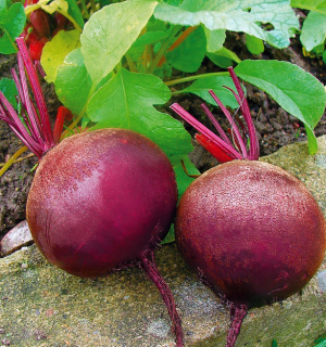 Свекла столовая Детройт, 5гр (фасовка)